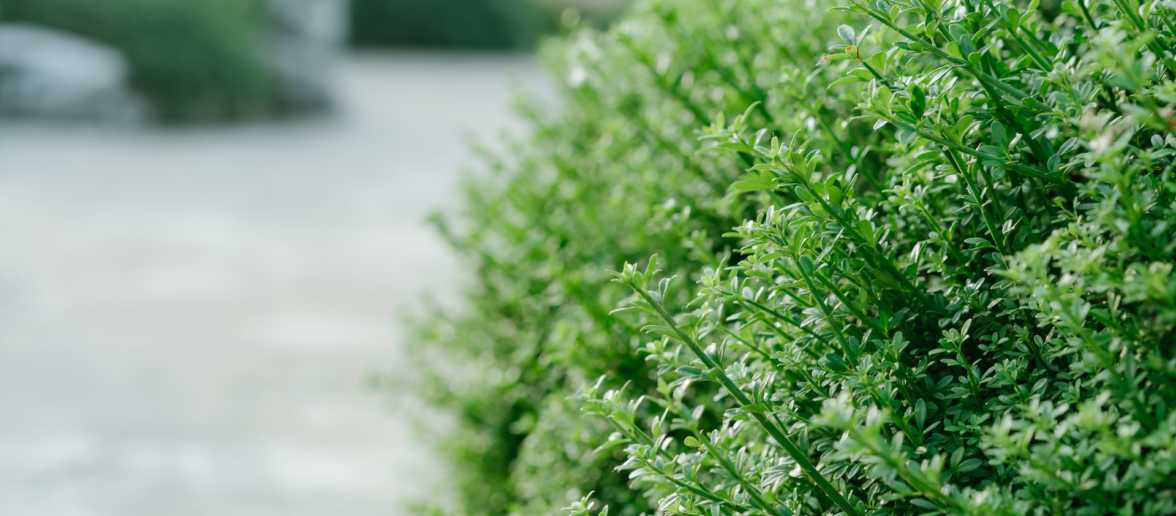 Japanse hulst met witte bloemetjes