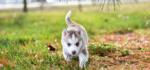 puppy