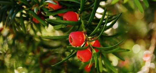 De Taxus kwekerij uit Lunteren