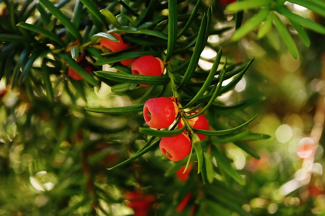 De Taxus kwekerij uit Lunteren