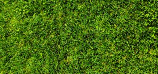 Gras verticuteren? Zo pak je het aan! 