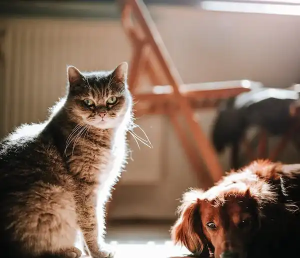 Vectra: De Ultieme Bescherming voor Jouw Harige Vrienden - Zowel Honden als Katten!