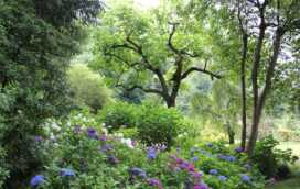 Waarom duurzaam wonen begint bij een gezonde boom in je tuin