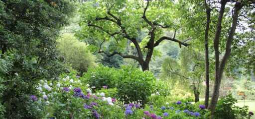 Waarom duurzaam wonen begint bij een gezonde boom in je tuin