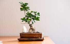 Planten