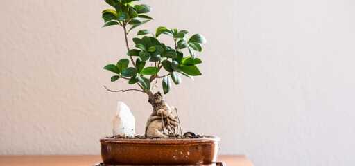 Planten