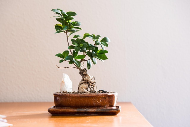 Planten